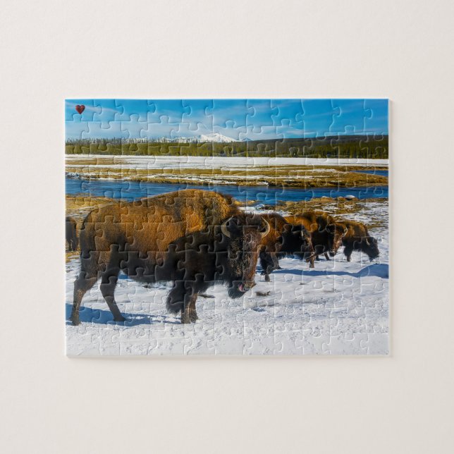 Bison Yellowstone Wyoming Jigsaw Puzzle (Horizontal)