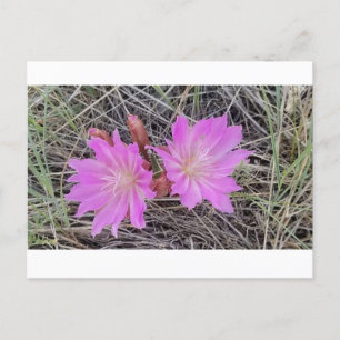 Bitterroot Flower Postcard