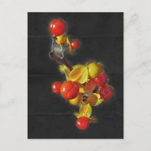 Bittersweet Berries - Autumn Beauty Postcard