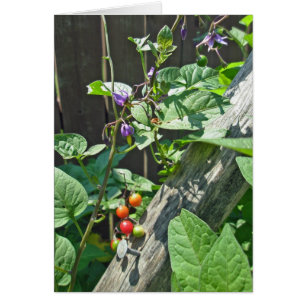 Bittersweet nightshade (Solanum dulcamara)  Card