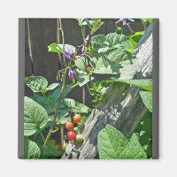 Bittersweet nightshade (Solanum dulcamara)  Magnet