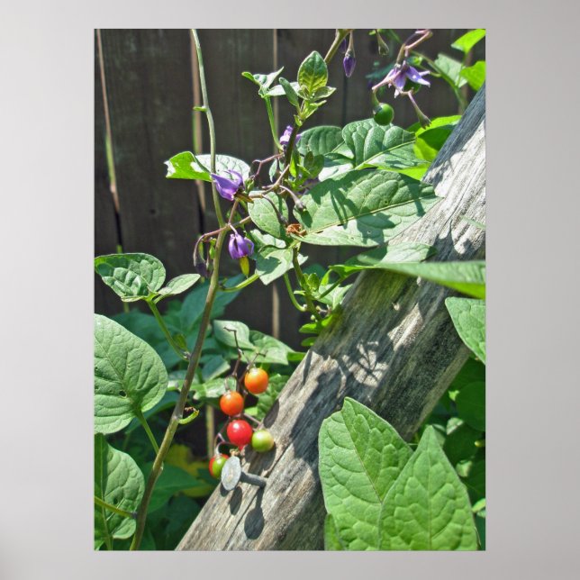 Bittersweet nightshade (Solanum dulcamara)  Poster (Front)