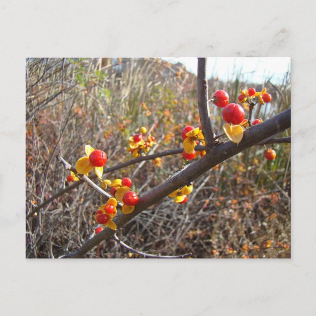 Bittersweet Vine Berries Items Postcard (Front)