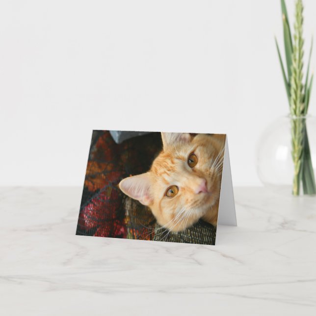 Bixby in the Sun Thank You Card (Front)