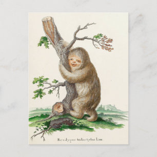 Bizarre Vintage Sloth Illustration Postcard