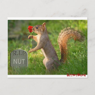 BizzareWorld Mourning Squirrel Post Cards