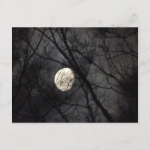 BL- Moon and Trees Nature Postcard