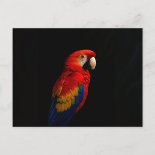 Black 4 Luxe Postcard with Scarlet Parrot