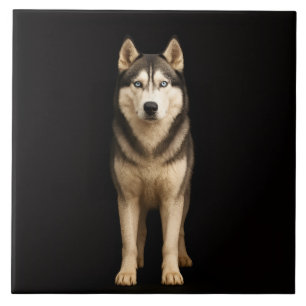 Black 4 Luxe Tile with Icy Elite Husky