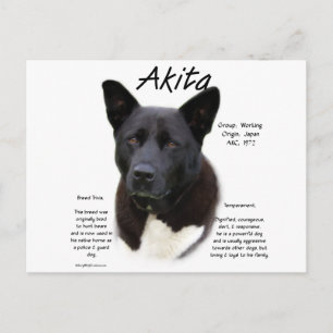 Black Akita History Design Postcard
