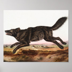 Black American Wolf (Canis lupus) Illustration Poster