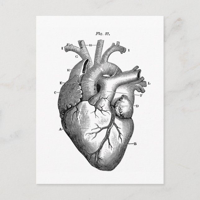 Black Anatomical Heart Postcard (Front)