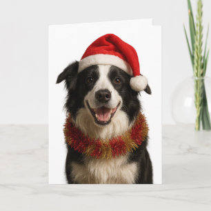 Black and and white Border Collie Christmas card