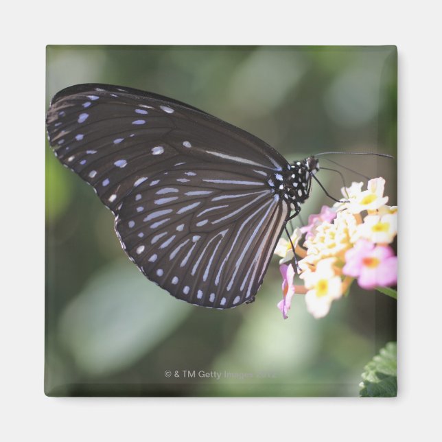 Black and blue butterfly on flower magnet (Front)
