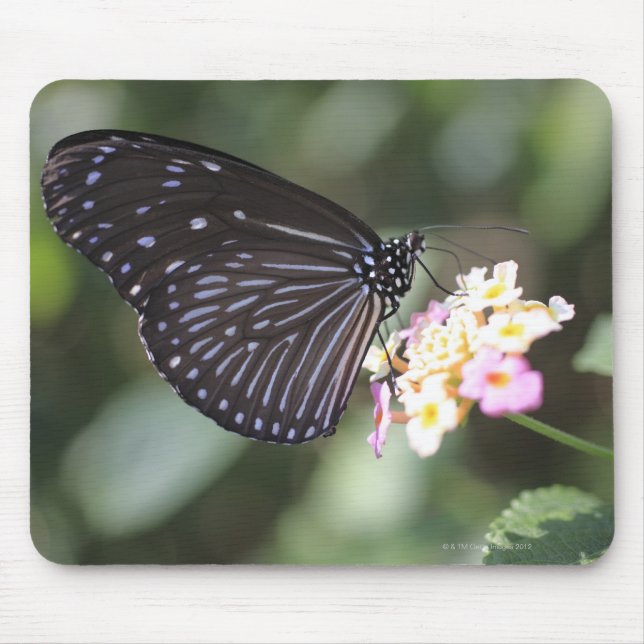 Black and blue butterfly on flower mouse pad (Front)