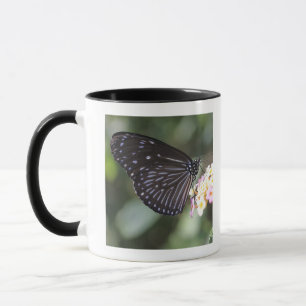 Black and blue butterfly on flower mug