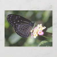 Black and blue butterfly on flower