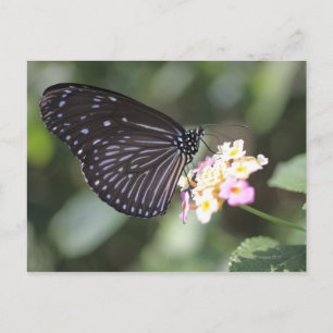 Black and blue butterfly on flower postcard