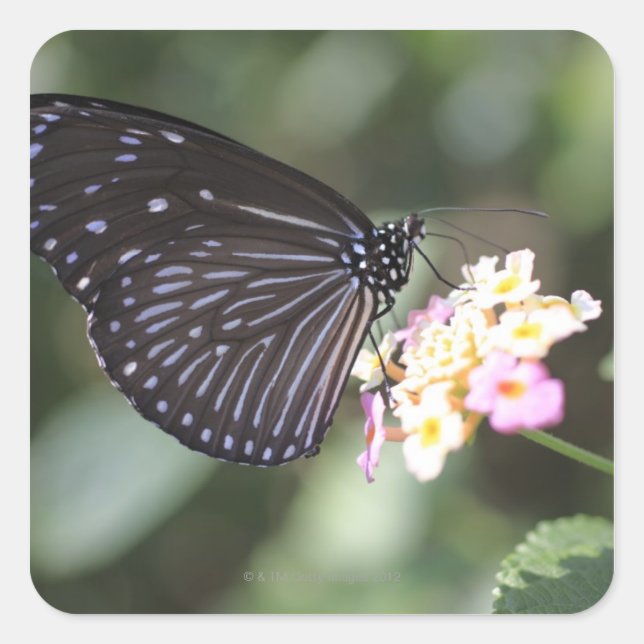 Black and blue butterfly on flower square sticker (Front)