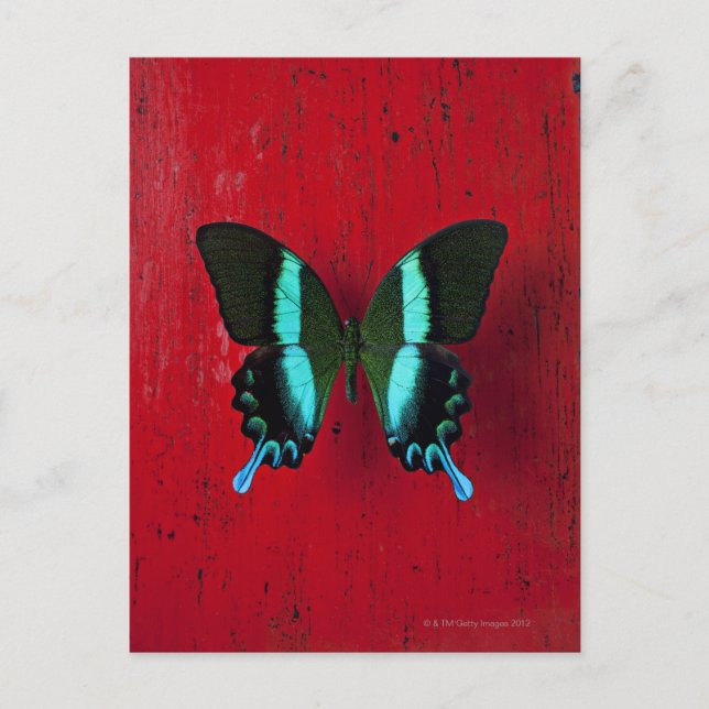 Black and blue butterfly on red wall postcard (Front)
