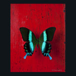 Black and blue butterfly on red wall poster<br><div class="desc">Black and blue butterfly on red wall | Garry Gay | AssetID: 114576615</div>
