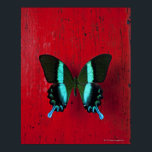 Black and blue butterfly on red wall poster<br><div class="desc">Black and blue butterfly on red wall | Garry Gay | AssetID: 114576615</div>