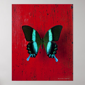 Black and blue butterfly on red wall poster
