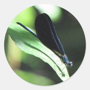 Black and Blue Damselfly Sticker
