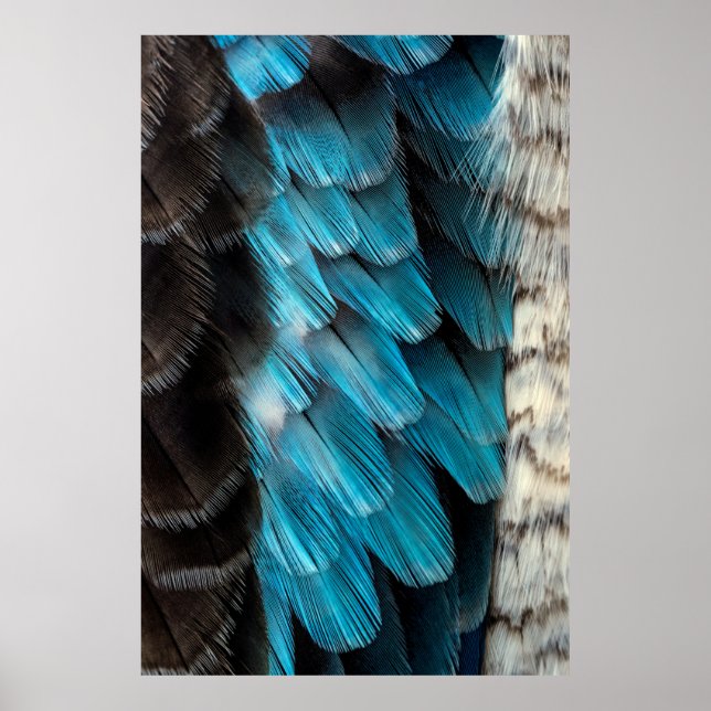 Black and blue feather poster (Front)
