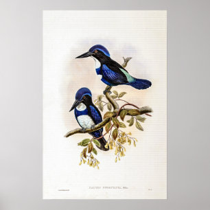 Black and Blue Kingfisher by John Gould Poster