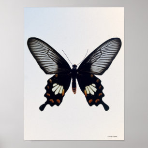 Black and brown butterfly poster