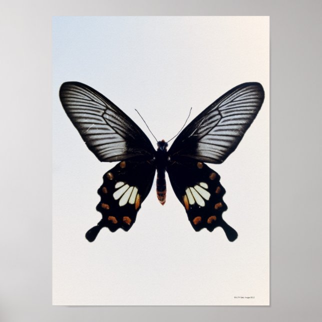 Black and brown butterfly poster (Front)