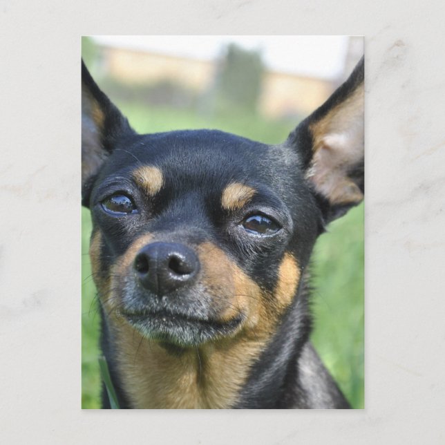 Black and Brown Chihuahua Postcard (Front)