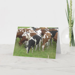 Black and Brown Dairy Cows Photography Card