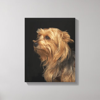 Black and brown Yorkie left profile on black Canvas Print