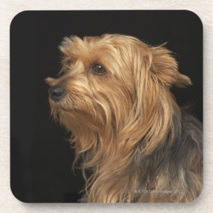 Black and brown Yorkie left profile on black Coaster