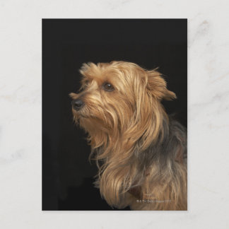 Black and brown Yorkie left profile on black Postcard