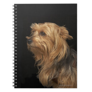 Black and brown Yorkie left profile on black Spiral Notebook