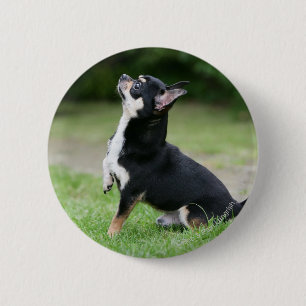 Black and Cream Chihuahua 6 Cm Round Badge