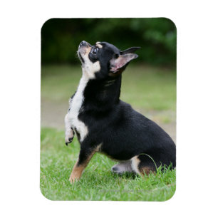 Black and Cream Chihuahua Magnet