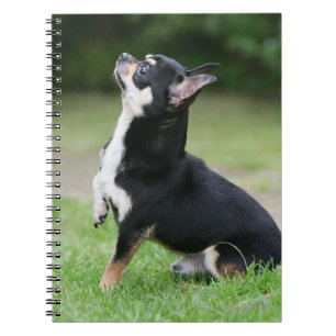 Black and Cream Chihuahua Spiral Notebook