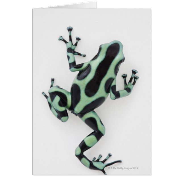 Black and Green Poison Dart Frog 2 (Front)