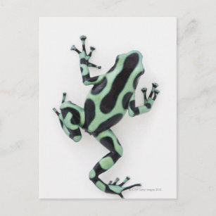 Black and Green Poison Dart Frog 2 Postcard