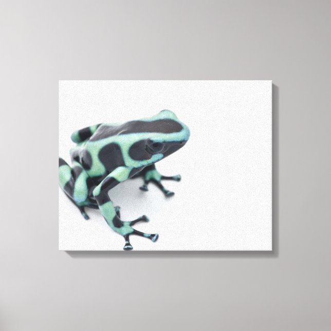 black and green poison dart frog (dendrobates canvas print (Front)