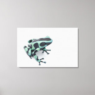 black and green poison dart frog (dendrobates canvas print