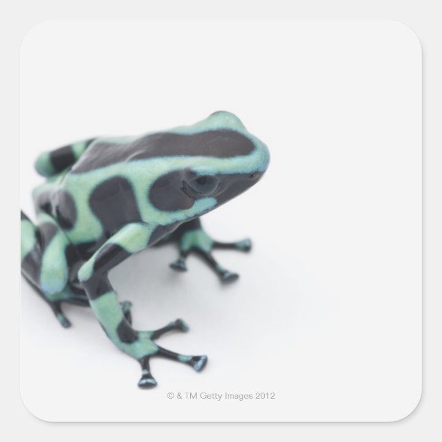 black and green poison dart frog (dendrobates square sticker (Front)