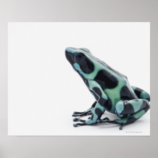 Black and Green Poison Dart Frog Poster (Front)