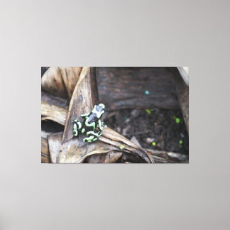Black and Green Tree Frog Canvas Print