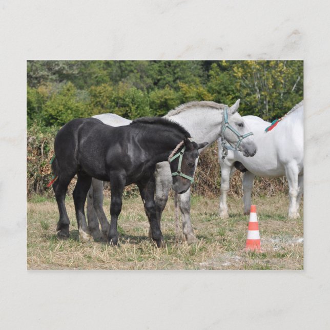 Black and grey Percheron foal in France Postcard (Front)