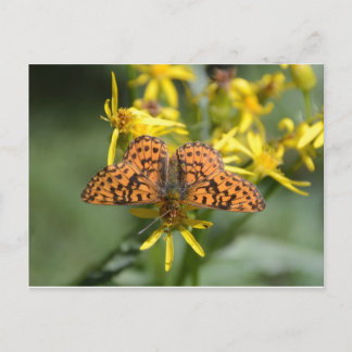 Black and Orange Butterfly on Yellow Flowers Postcard